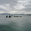 Force Recon Course 2015_093